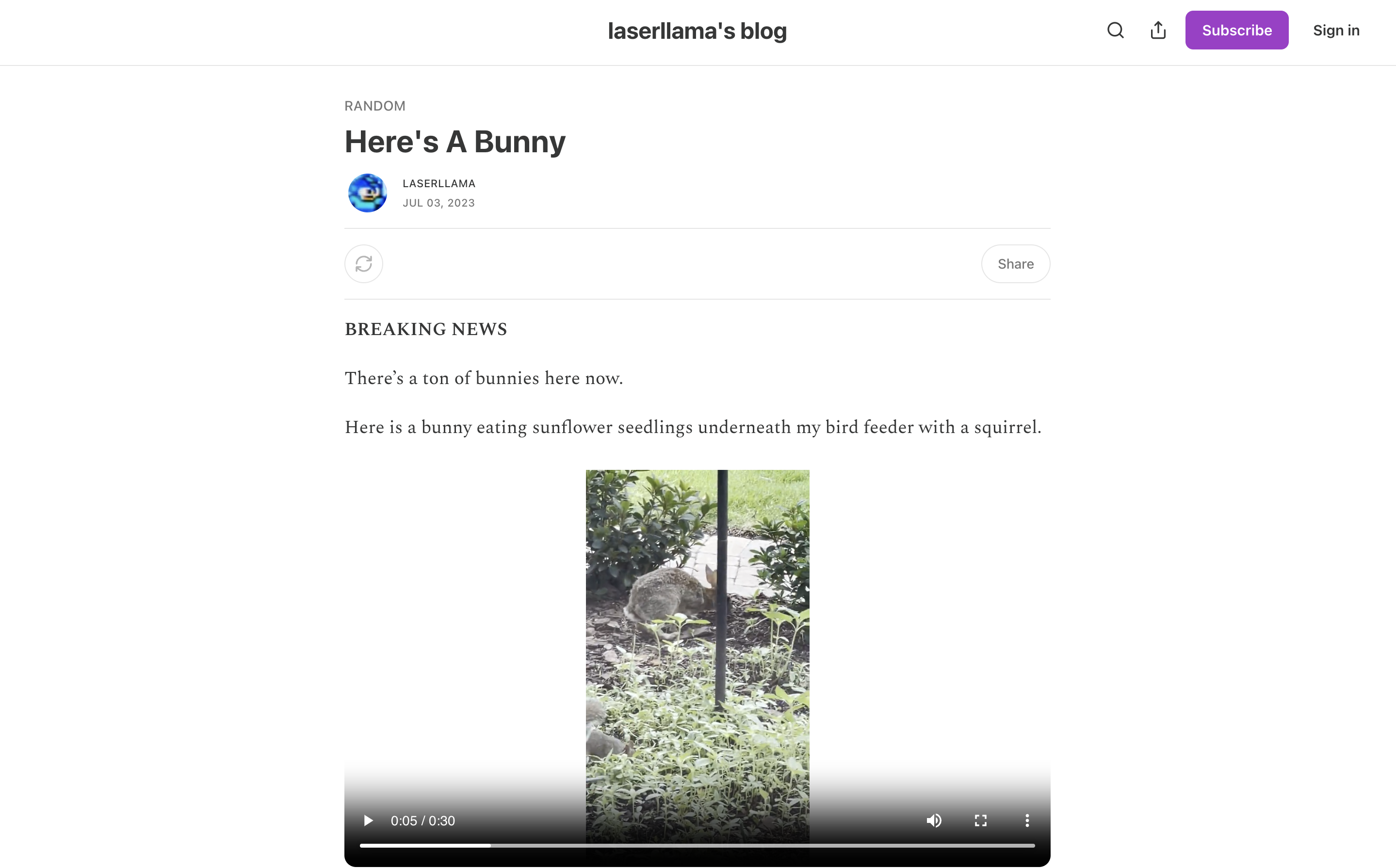 Rabbits in the garden Rabbits in the garden